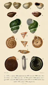 Angles: Spiralled Shells