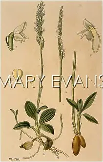 Autumnalis: SPIRANTHES AUTUMNALIS