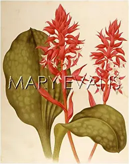 Speciosum: SPIRANTHES COLORATA