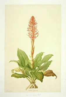 Speciosa: Spiranthus speciosa, orchid
