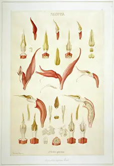 Dissected: Spiranthus speciosa, orchid