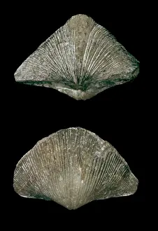 Striatus: Spirifer striatus, brachiopod