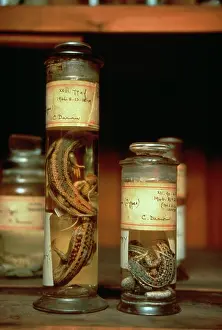Lacertilia: Spirit jars containing small lizards