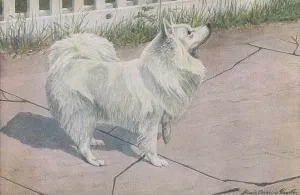 Spitz: Spitz