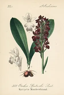 Orchis: Spitzel's orchid, Orchis spitzelii
