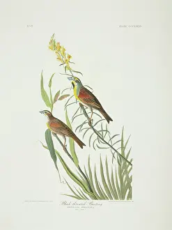 Brow: Spiza americana, dickcissel