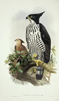 Accipitridae: Spizaetus alboniger, Blyth's hawk-eagle