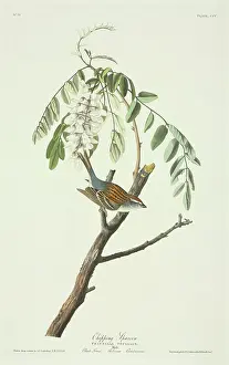 Grasshopper: Spizella passerina, chipping sparrow