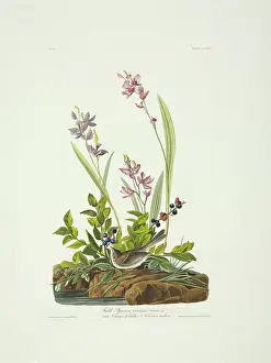 Vaccinium: Spizella pusilla, field sparrow