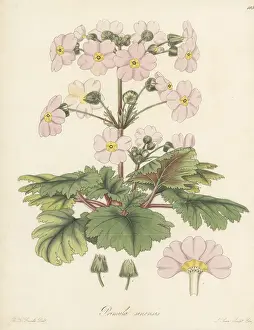 William Blackwood: Splendid Chinese primrose, Primula sinensis