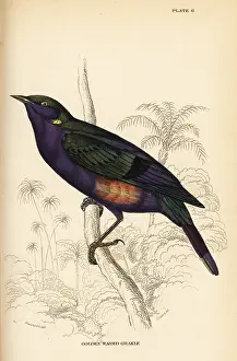 Merula: Splendid glossy starling (Senegal), Lamprotornis splendidus