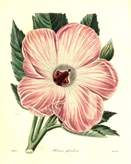 Splendens: Splendid hibiscus, Hibiscus splendens