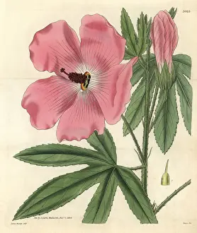 Mcnab: Splendid hibiscus, Hibiscus splendens