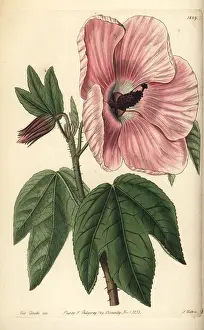 Ridgway: Splendid hibiscus, Hibiscus splendens