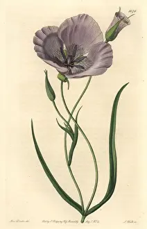 Mariposa: Splendid mariposa lily, Calochortus splendens