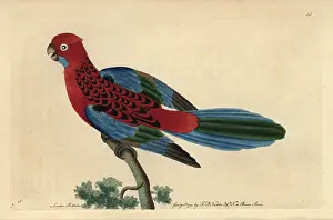 Rosella: Splendid parrot or crimson rosella, Platycercus elegans
