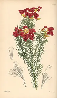 Splendens: Splendid scarlet-flowered leschenaultia, Leschenaultia