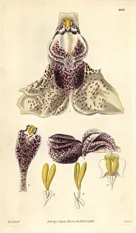 Insignis: Splendid stanhopea orchid, Stanhopea insignis