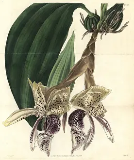 Insignis: Splendid stanhopea orchid, Stanhopea insignis
