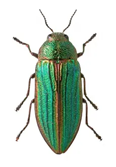 Splendour: Splendour beetle