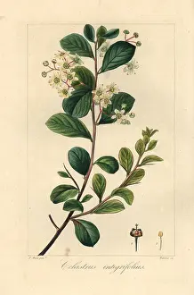 Integrifolia: Splint spike-thorn, Gloveria integrifolia