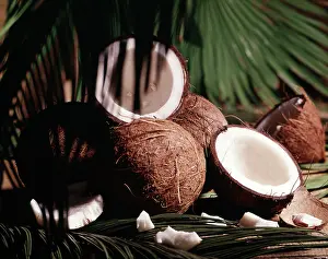 Copra: Whole and Split Coconuts with Palm Fronds
