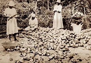 Coconuts: Splitting coconuts, Jamaica