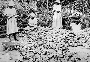 Coconuts: Splitting coconuts Jamaica early 1900s