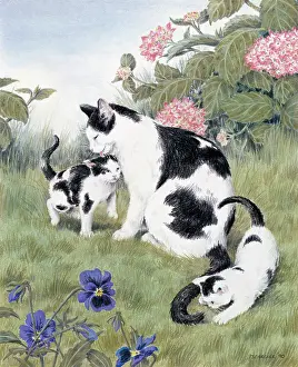 Splodge: Splodge and her Kittens