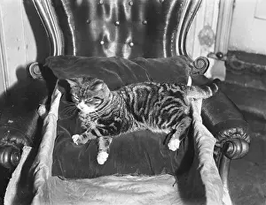 Spoilt: SPOILT CAT