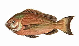 Bream: Spondyliosoma cantharus, or Black Seabream