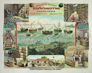 C1892: Sponge gathering and preparing for market