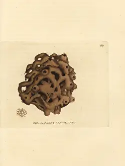 Cinerea: Sponge, Haliclona cinerea