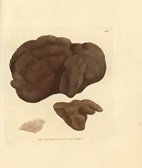 Pulchella: Sponge, Spongionella pulchella