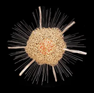 Rhizaria: Spongosphaera streptacantha, radiolarian