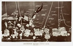 Spoof: Spoof postcard on the Colchester Native Oyster Beds !