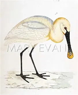 Spoonbill: SPOONBILL