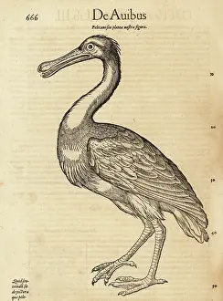 De Avibus: Spoonbill species, possibly the African spoonbill