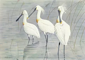 Beaks: Spoonbills