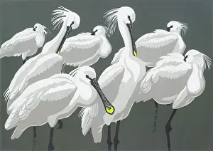 Elimination: Spoonbills