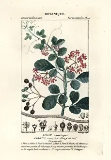Scienze: Spoonleaf treebine, Cissus obovata