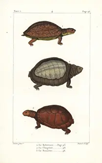 Quadrupeds: Spot legged, flapshell and helmeted turtles