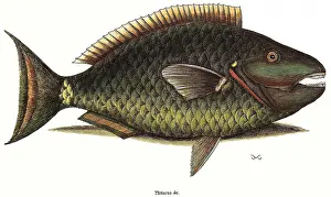 Spotlight: Spotlight Parrotfish