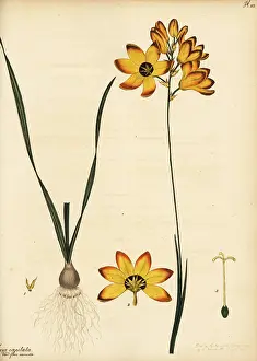 Florist: Spotted African corn lily, Ixia maculata