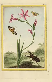 Couleur: Spotted African corn lily, Ixia maculata, with stag beetle