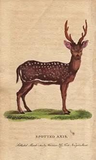 Chital: Spotted axis, chital, cheetal, spotted deer