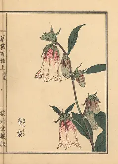 Punctata: Spotted bellflower, Campanula punctata