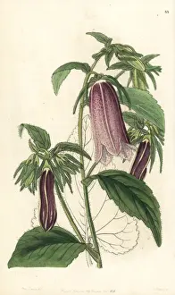 Nobilis: Spotted bellflower, Campanula punctata