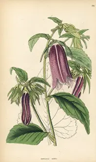 Nobilis: Spotted bellflower, Campanula punctata