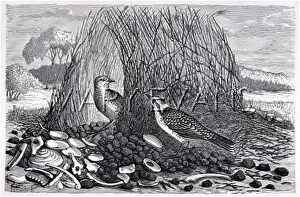 Arbour: SPOTTED BOWER BIRD